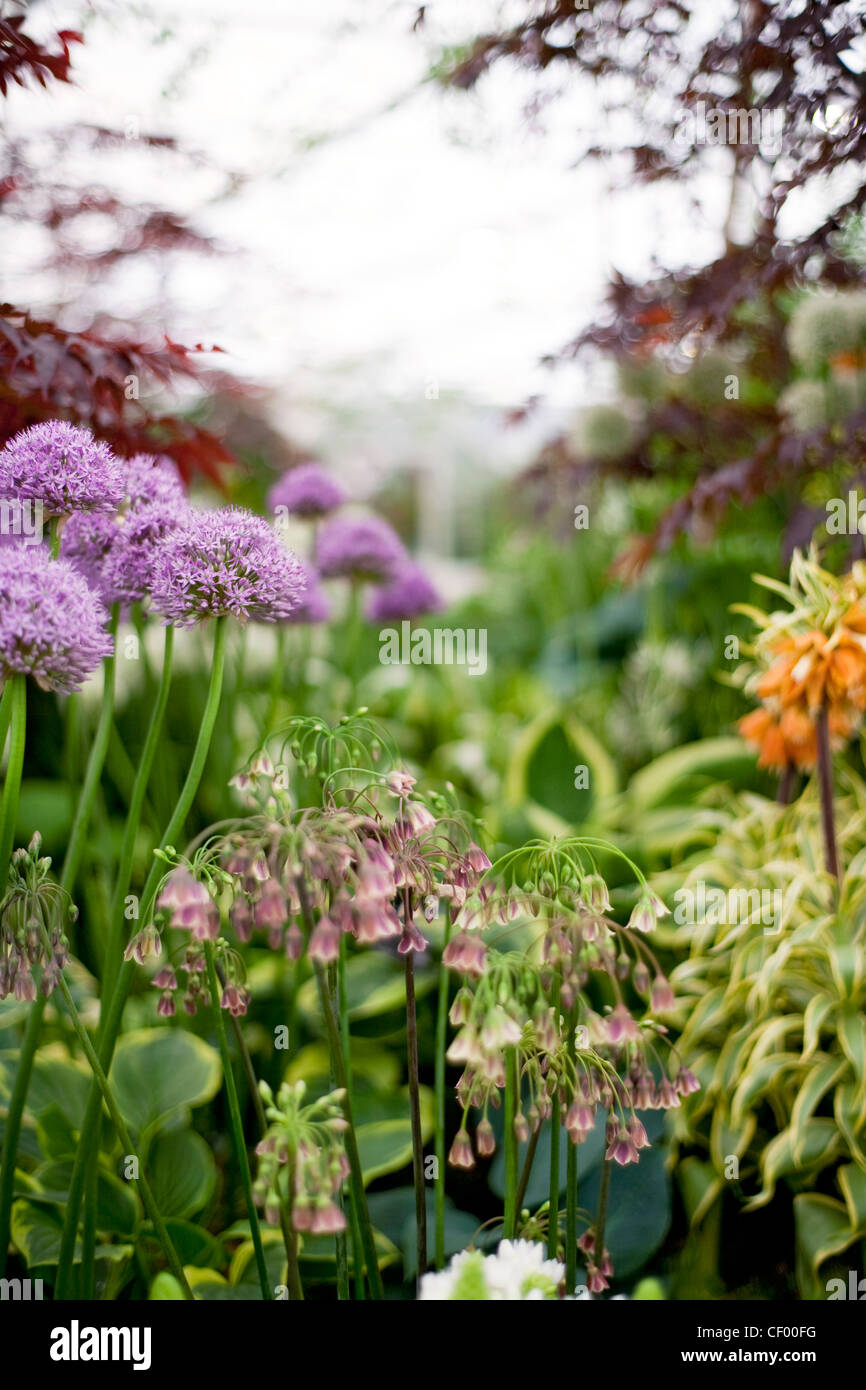 Chelsea Flower Show plantes à bulbe à Jacques Amand International garden, Pavilion gardens au Royal Horticultural Banque D'Images