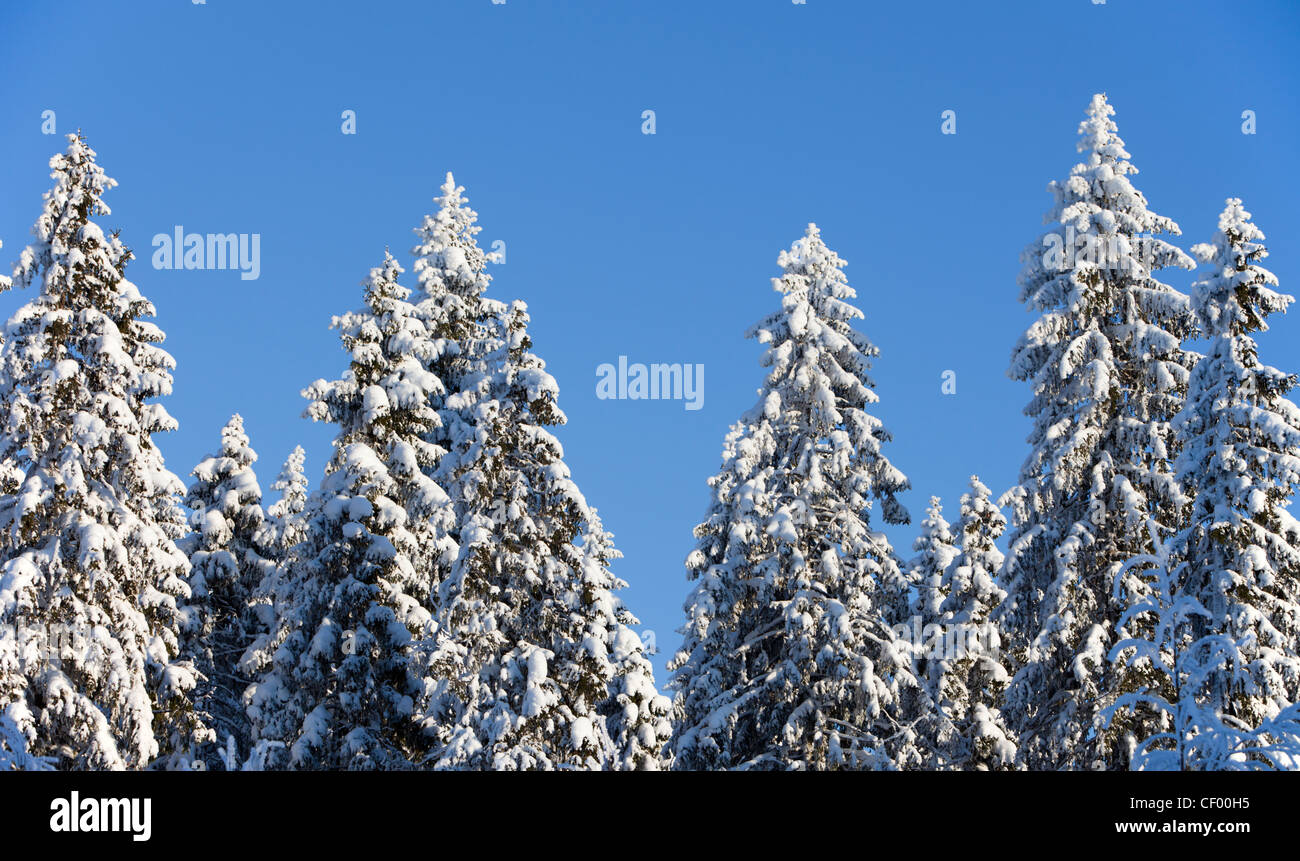 Epicéa enneigés ( Europe ) de la cime des arbres contre le ciel bleu , Finlande Banque D'Images