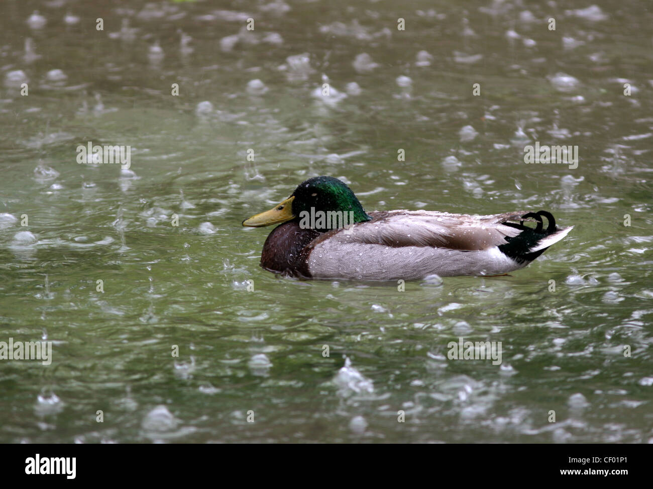 Canard colvert natation dans l'étang de l'Ohio de pluie Banque D'Images