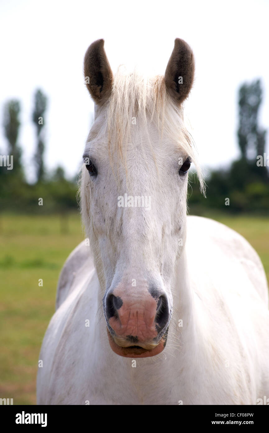 Un cheval blanc face caméra, pleine dans le cadre, dans un champ vert. Banque D'Images