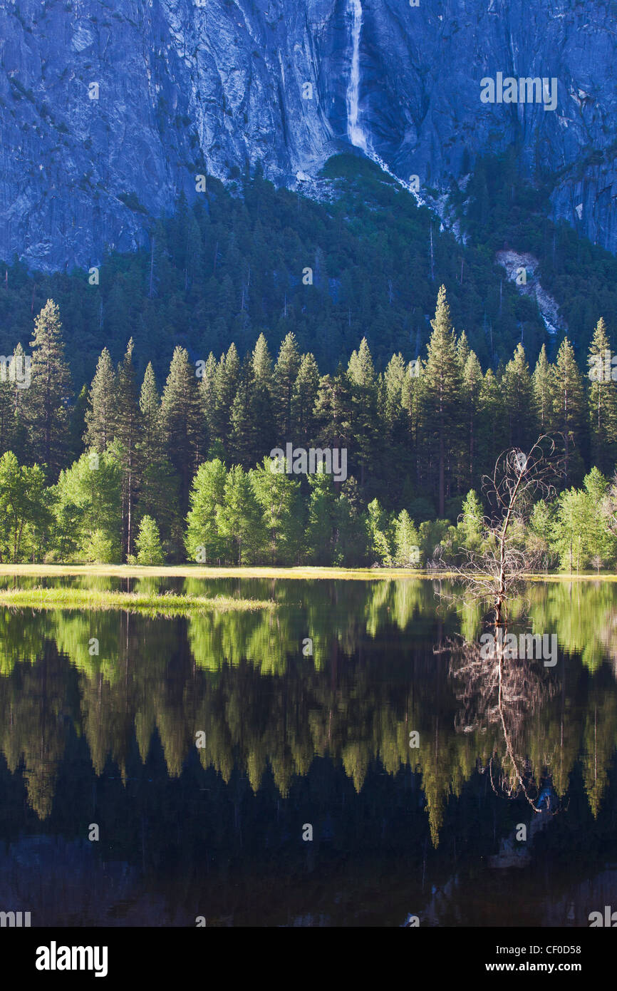 Meadow sentinelle inondées par la rivière Merced de la neige printanière avec une cascade de saison - Yosemite National Park, Californie Banque D'Images