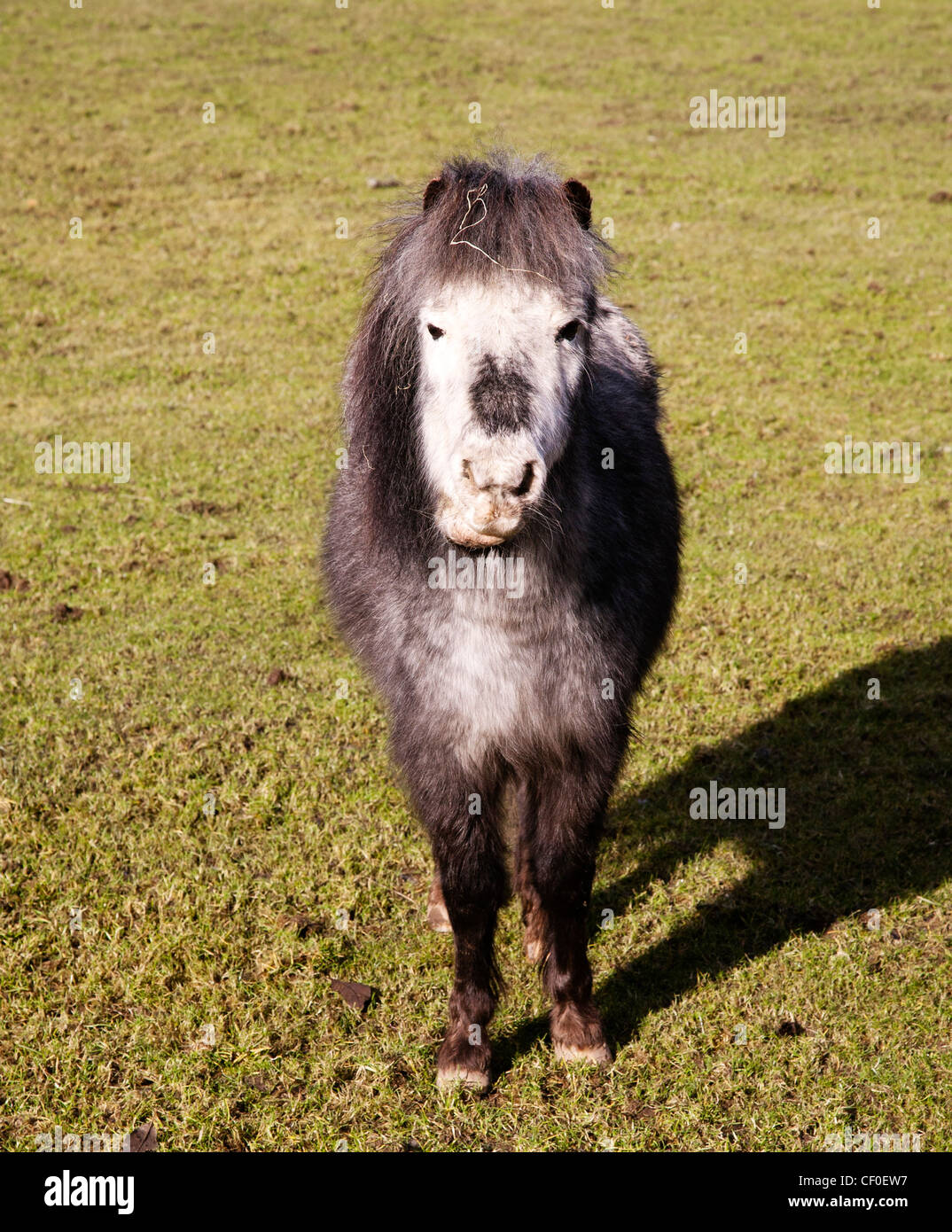 Un petit Falabella cheval miniature Banque D'Images