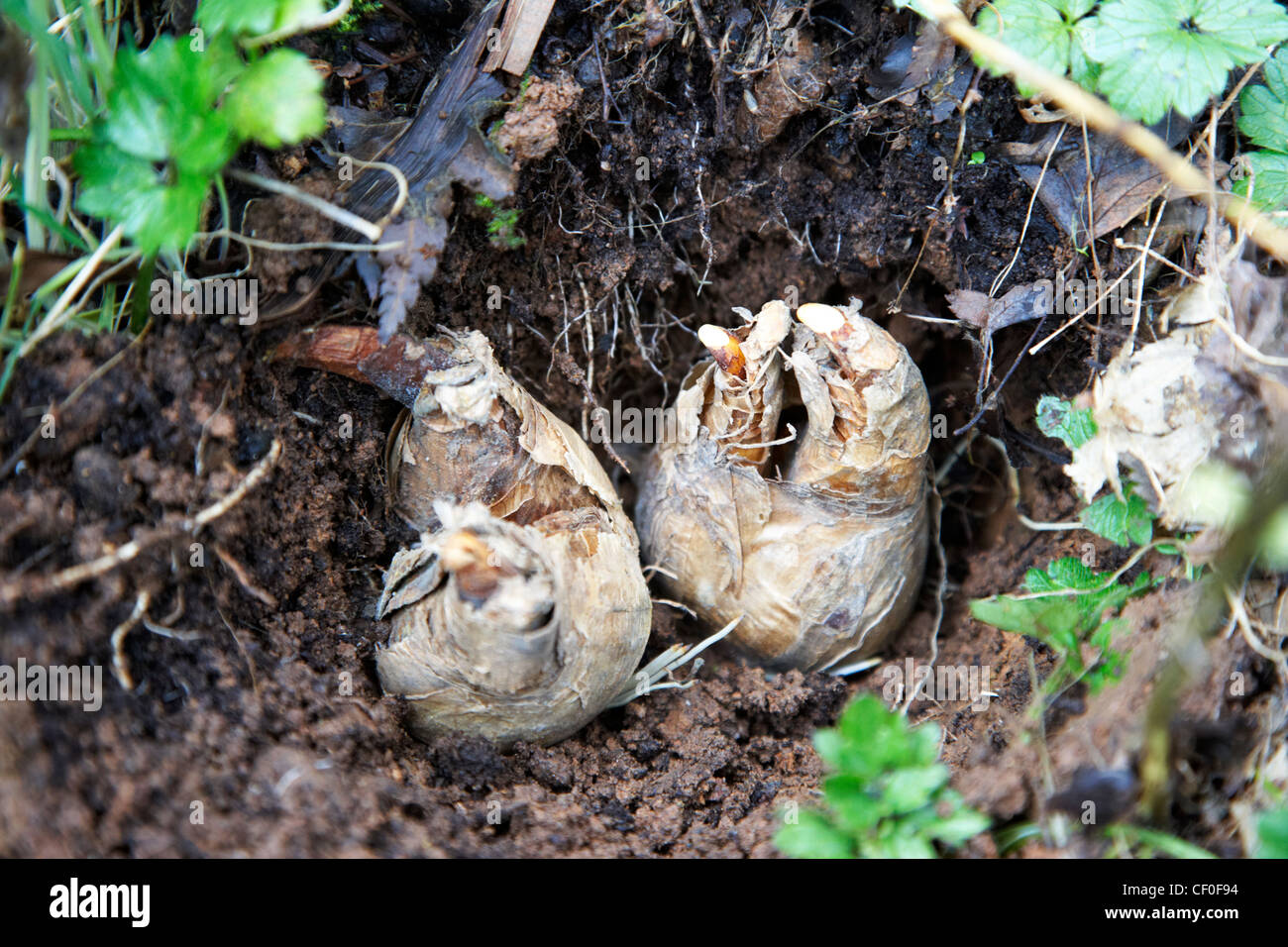 La plantation de bulbes de jonquilles dans un jardin au Royaume-Uni Banque D'Images