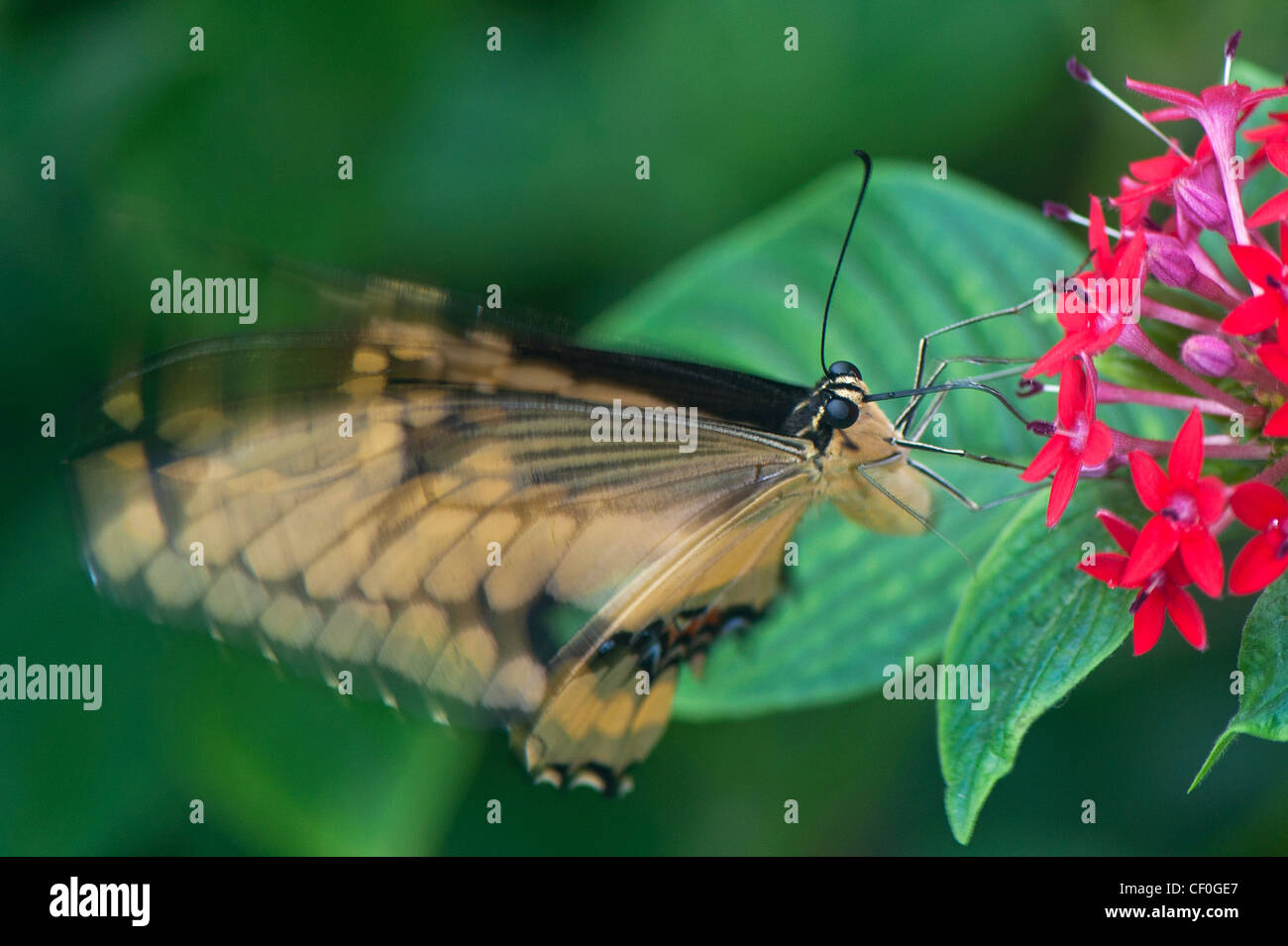 Une alimentation papillon du machaon Thoas Banque D'Images