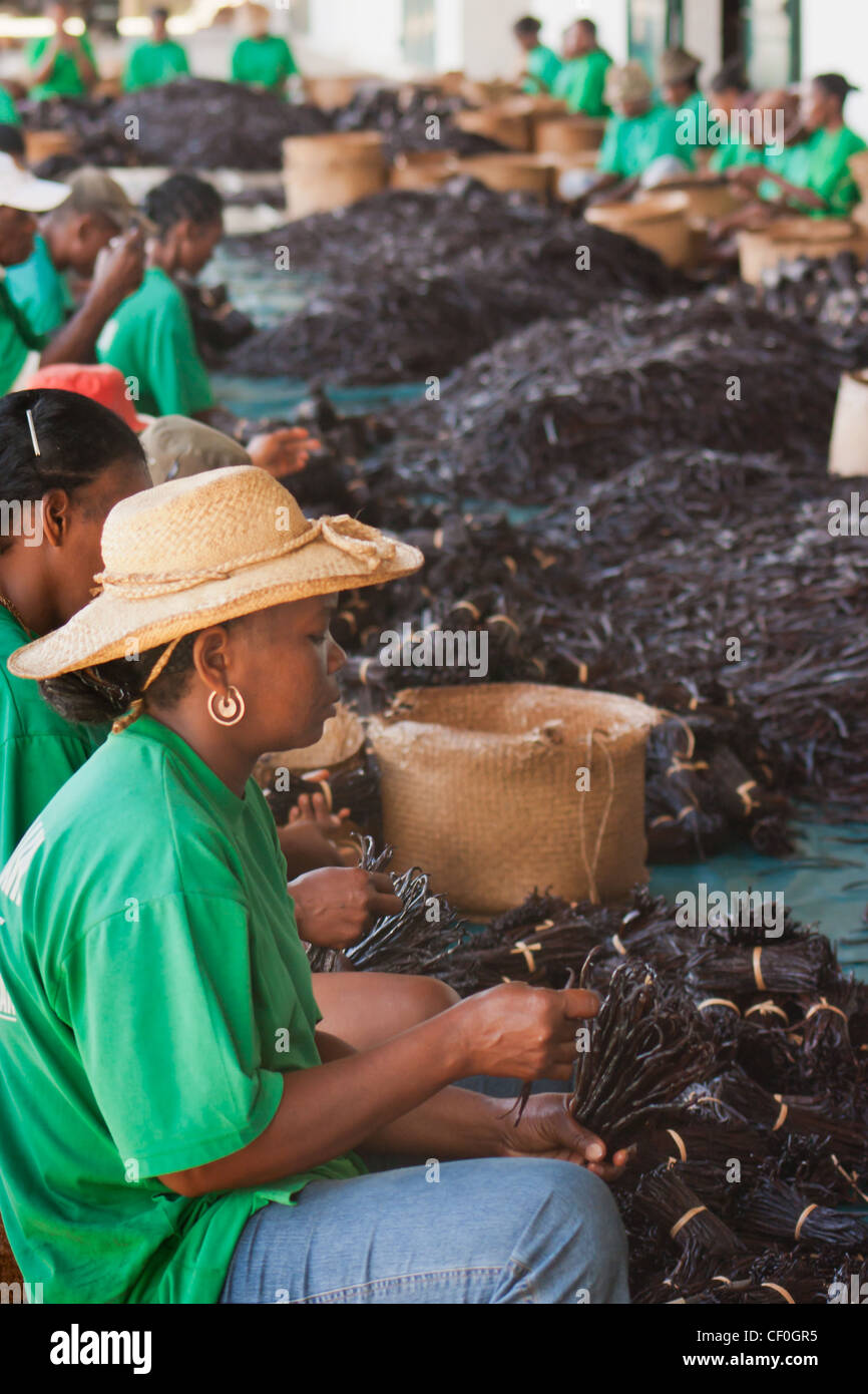 Préparation de la vanille dans une usine à Antalaha, est de Madagascar Banque D'Images