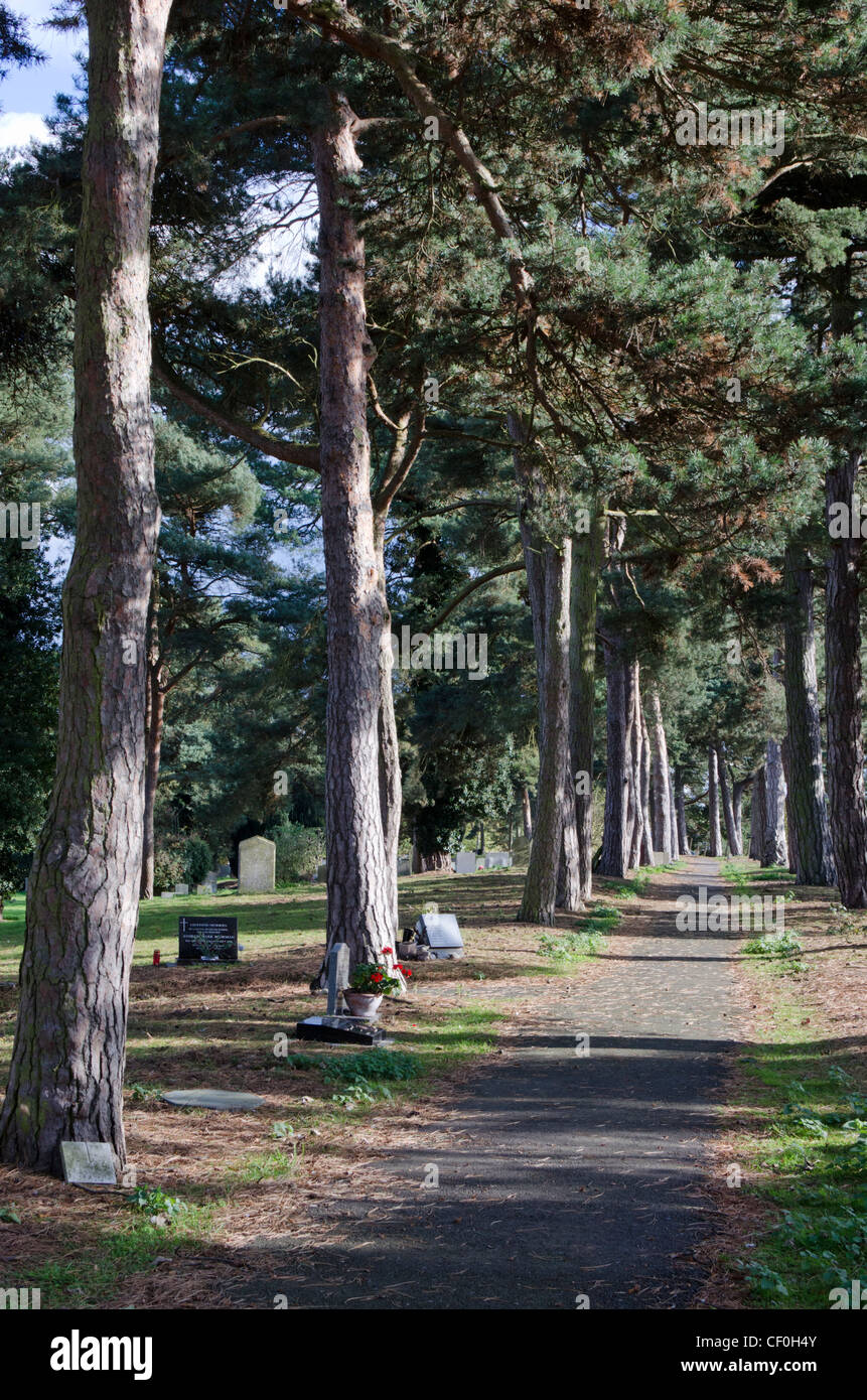 Une rangée d'arbres de pin sylvestre en bordure de chaque côté d'un chemin dans le cimetière de Wymondham, Norfolk, East Anglia, Angleterre, Royaume-Uni. Banque D'Images