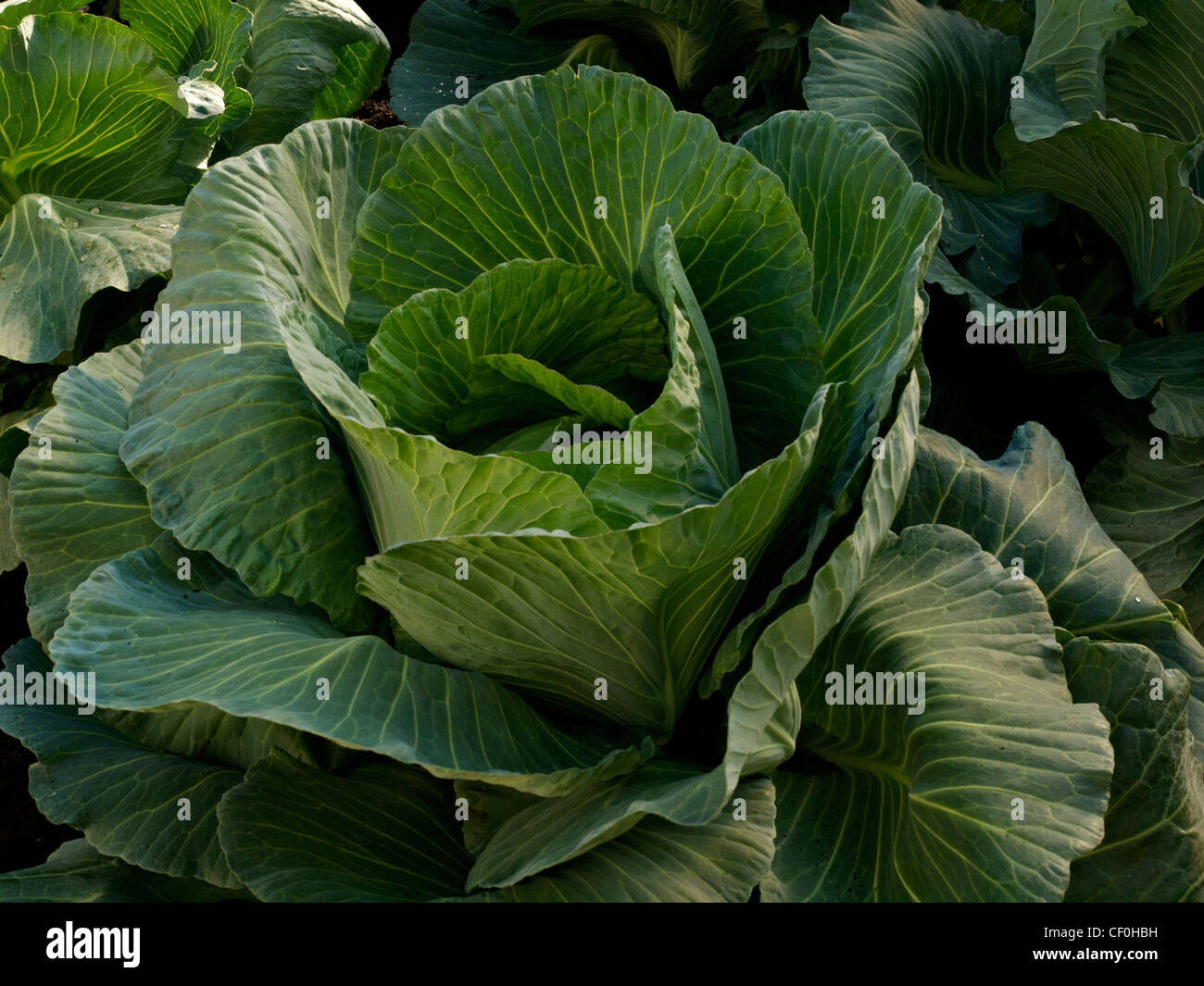 Le chou vert Banque D'Images