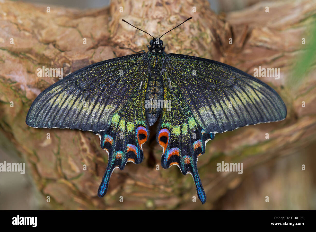 Un adulte noir Alpine Swallowtail butterfly Banque D'Images