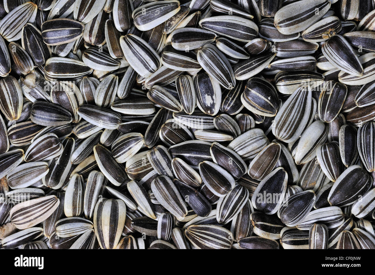 Les graines de tournesol que l'alimentation des oiseaux pour les oiseaux de mangeoire en hiver Banque D'Images