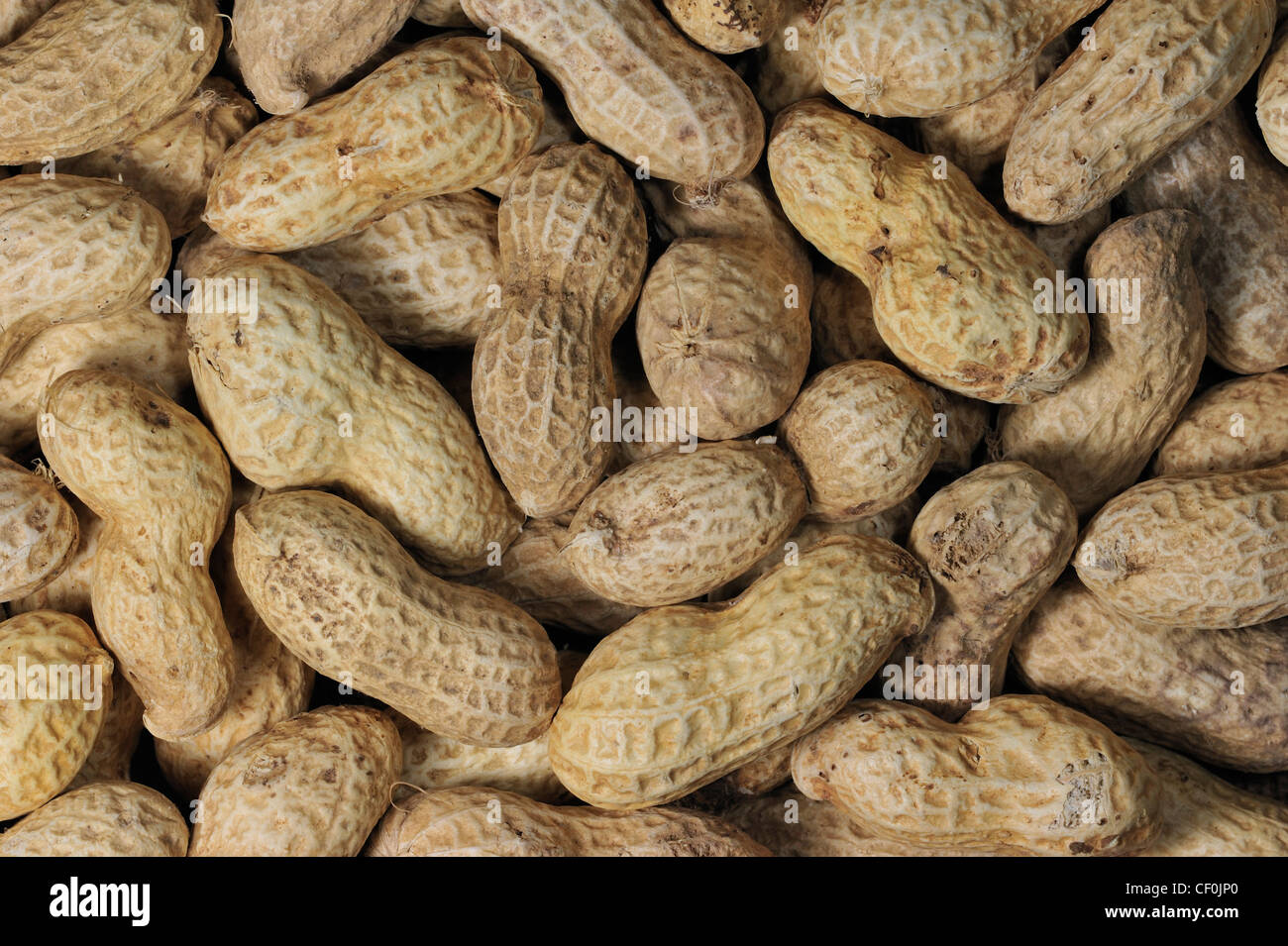 L'arachide comme l'alimentation des oiseaux pour les oiseaux de mangeoire en hiver Banque D'Images