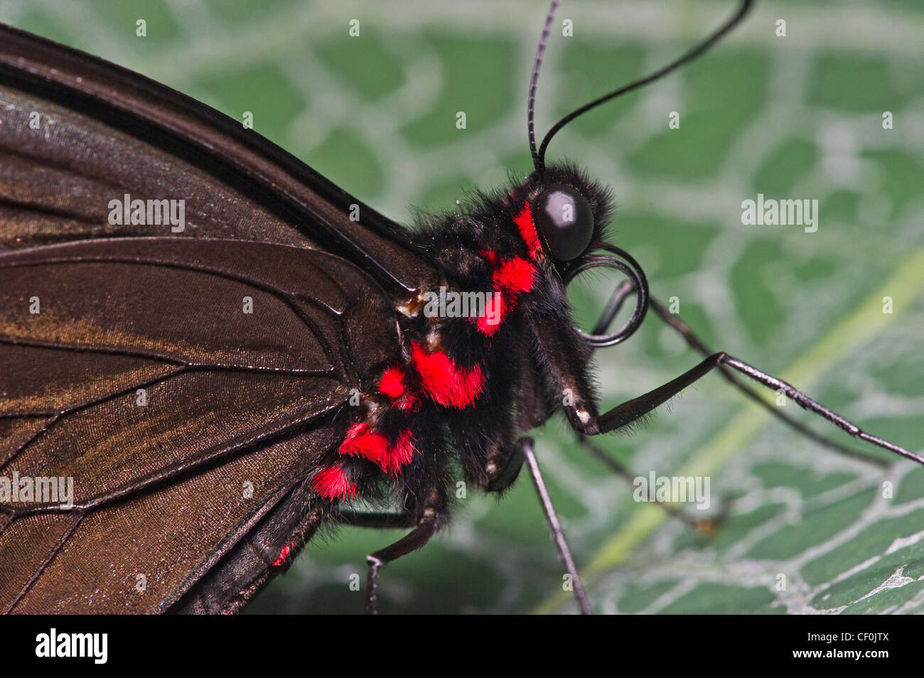 Une Émeraude-patchée Cattleheart papillon adulte Banque D'Images