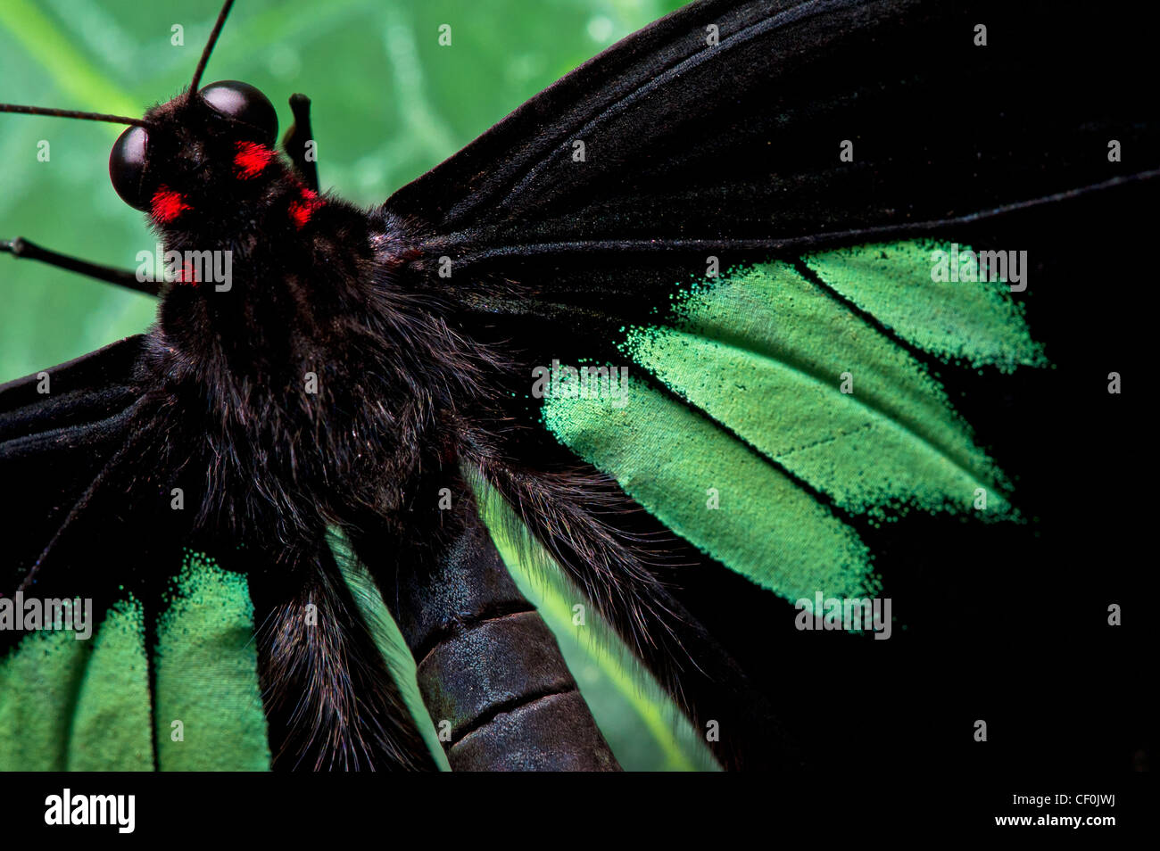 Une Émeraude-patchée Cattleheart papillon adulte Banque D'Images