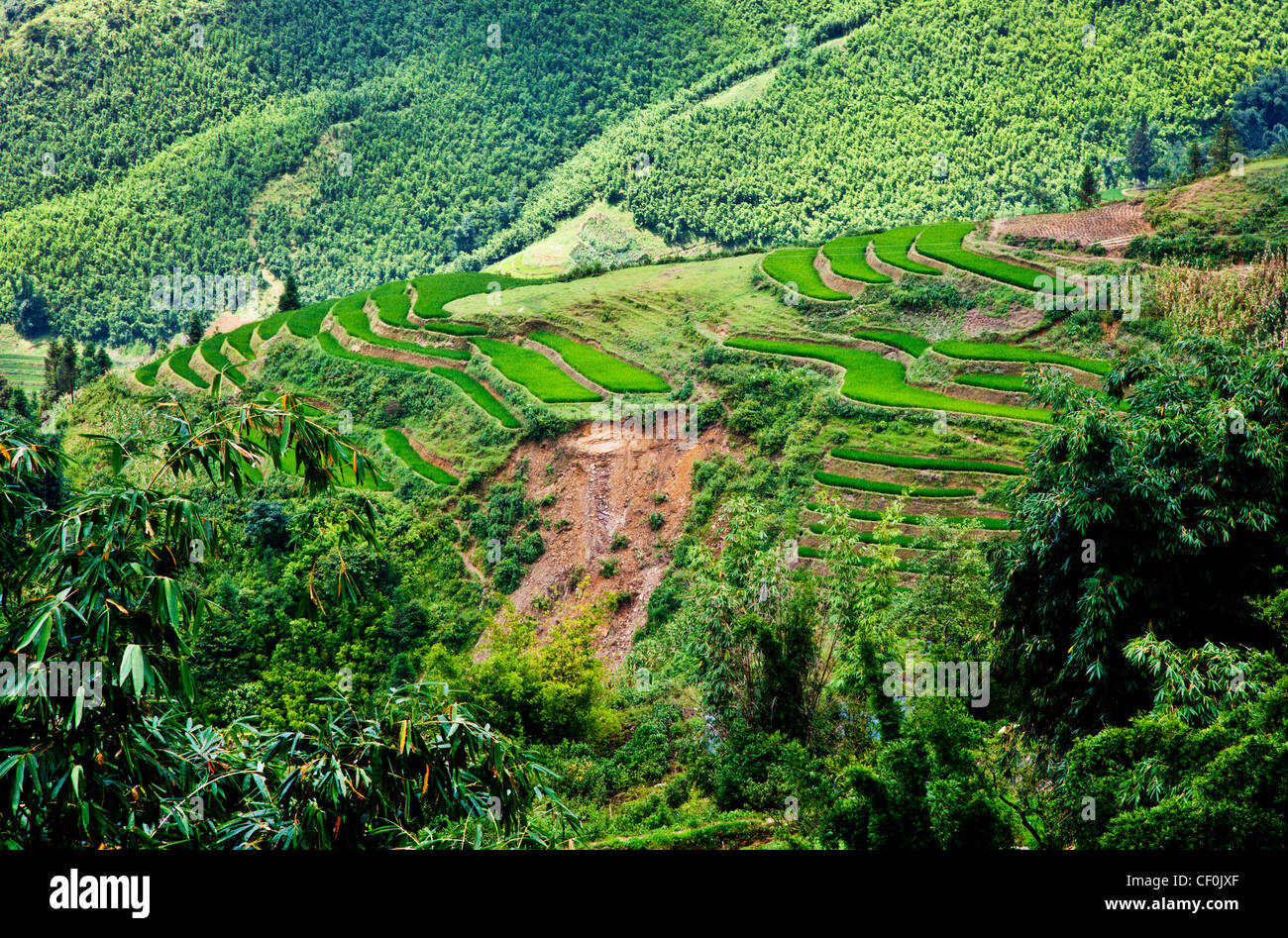 Terrasses de riz cultivées sur e côté d'une colline près de Sapa, Vietnam Banque D'Images