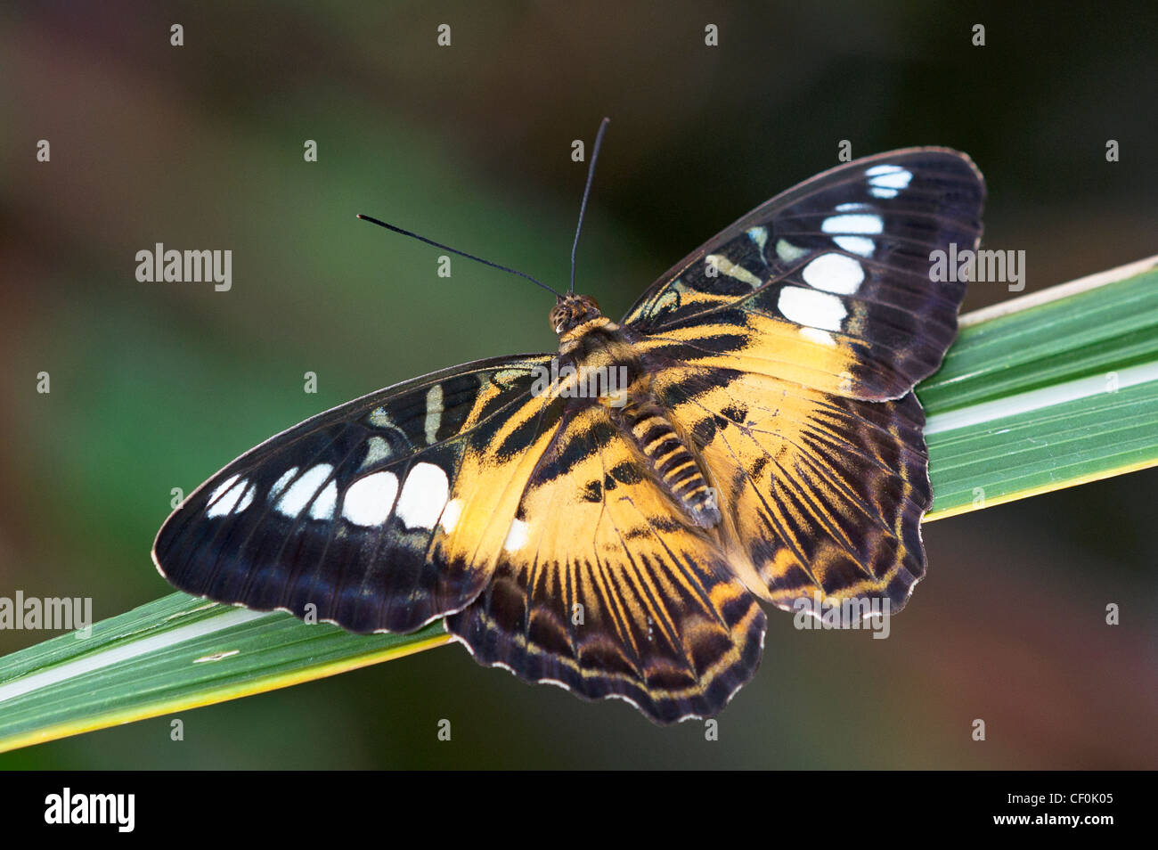 Un clipper papillon adulte au repos sur une feuille Banque D'Images