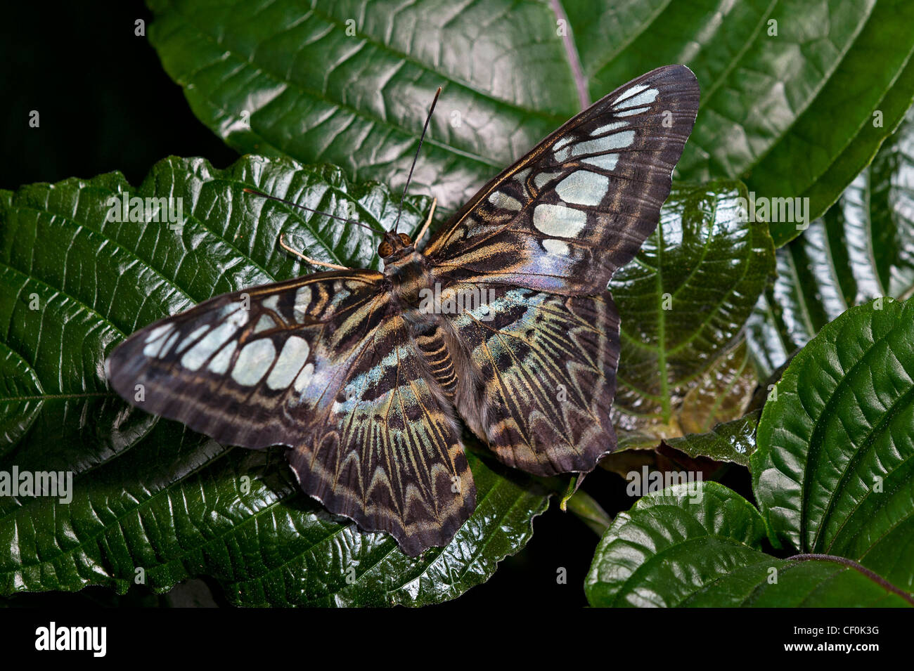 Un clipper Bleu papillon adulte au repos sur une feuille Banque D'Images