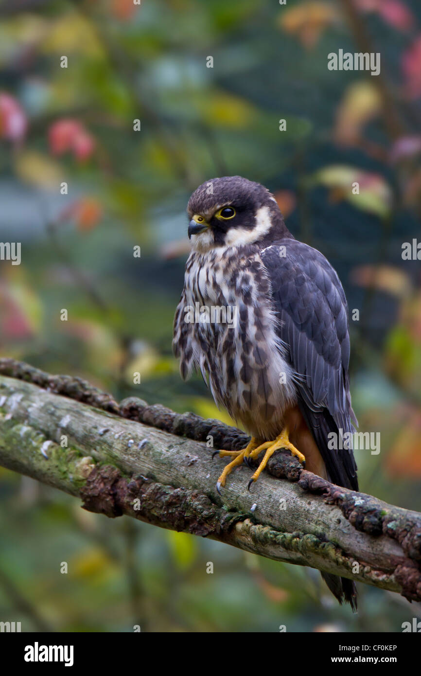 Falco subbuteo Hobby eurasien Baumfalke Falke Banque D'Images