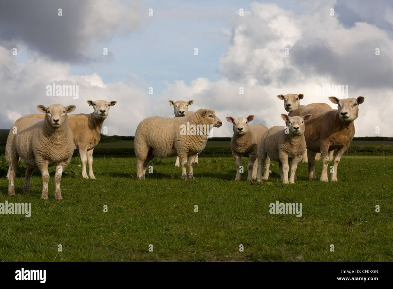 Troupeau de moutons loegel jet posées dans champ, Carmarthenshire, Pays de Galles du Sud Banque D'Images
