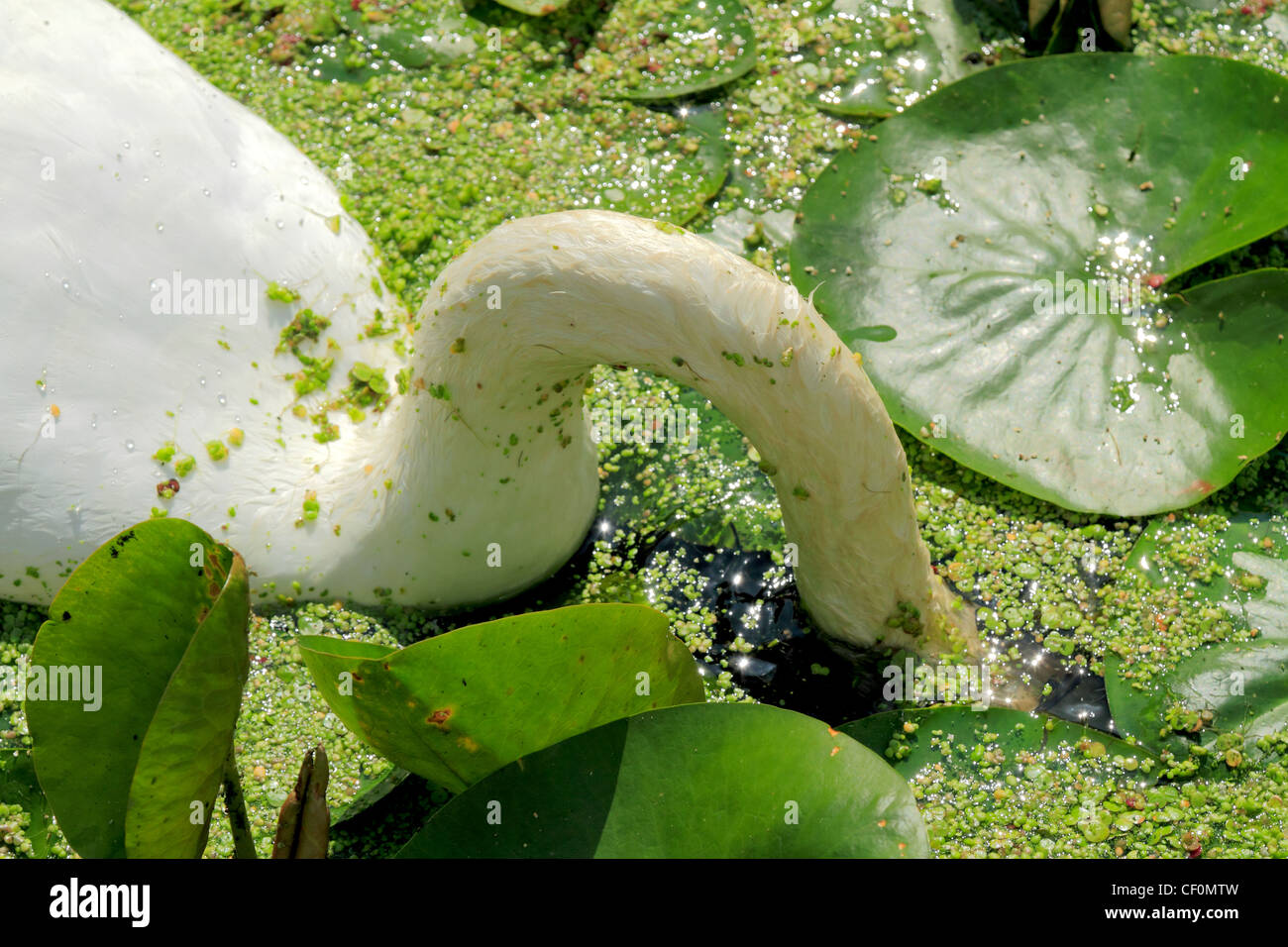 L'alimentation entre le cygne des nénuphars sur un canal Banque D'Images