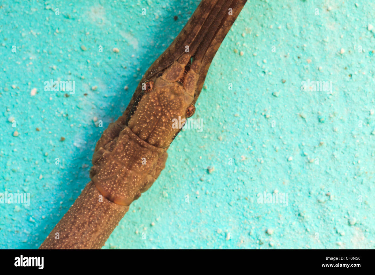 Visage d'un Phasme (Phasmida) dans un mur d'une forêt à l'abri. Parc national de Bach Ma. Le Vietnam. Banque D'Images