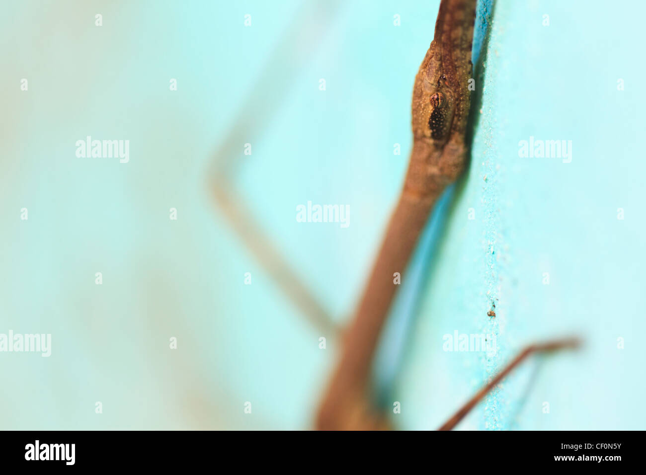 Phasme (Phasmida) dans un mur d'une forêt à l'abri. Parc national de Bach Ma. Le Vietnam. Banque D'Images