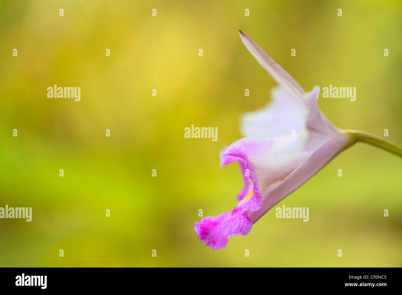 Bamboo Orchid (Arundina graminifolia). Parc national de Bach Ma. Le Vietnam. Banque D'Images