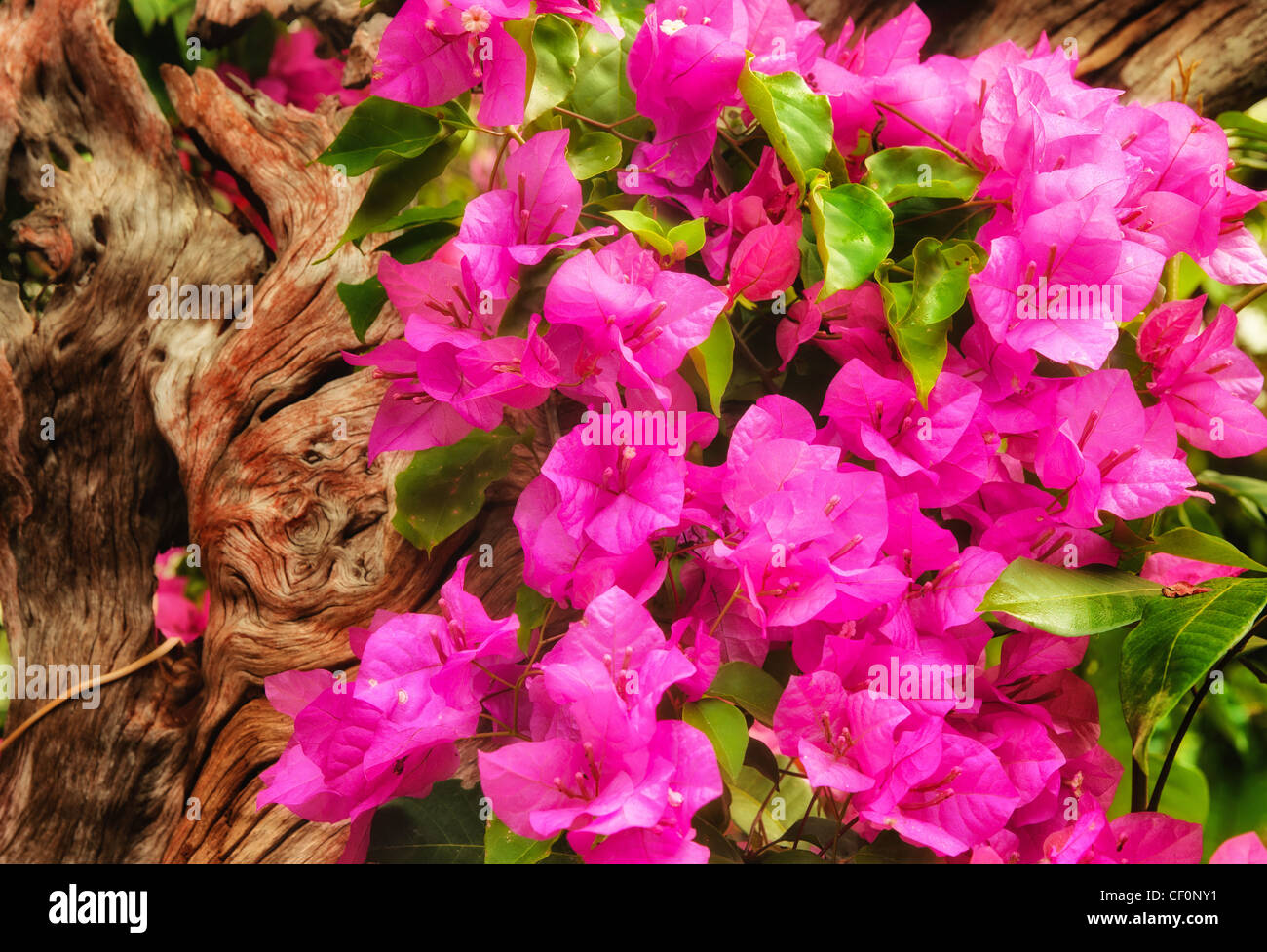 Magnifiques fleurs roses dans le soleil du matin Banque D'Images