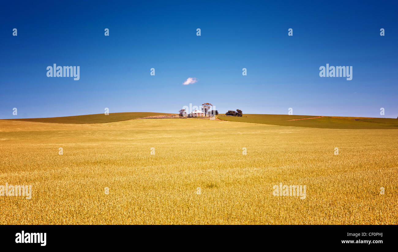 Les champs de blé dans la campagne au sud de l'Australie de burra Banque D'Images