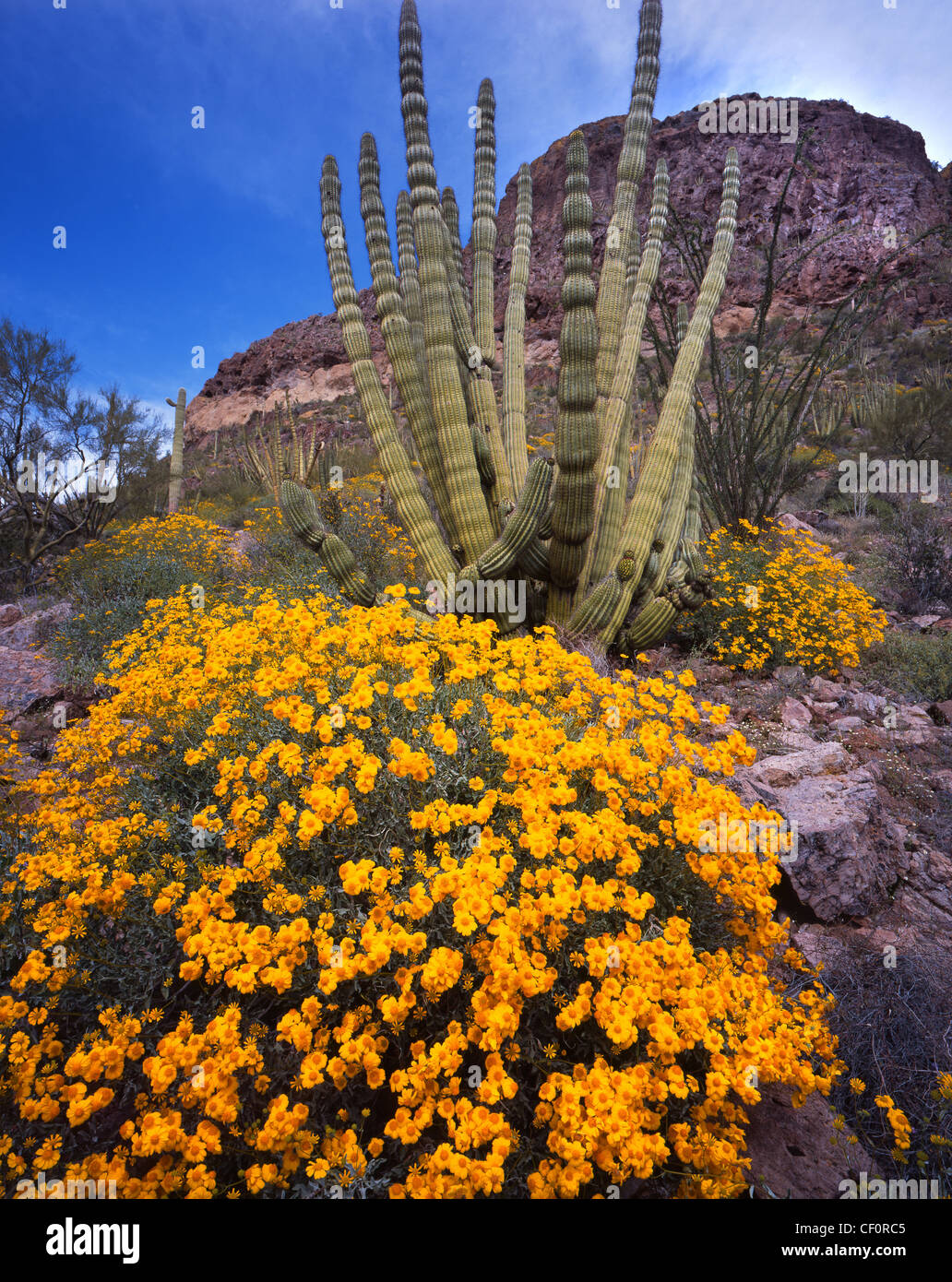 Tuyau d'orgue Monument National Cactus dans le sud de l'Arizona le long de la frontière États-Unis-Mexique. Banque D'Images