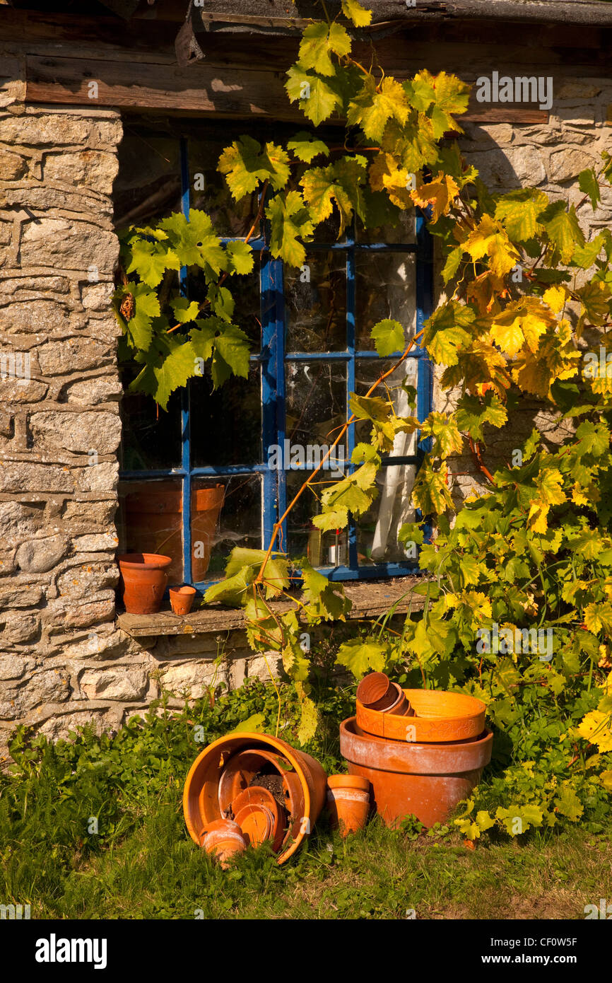 De plus en plus vieille vigne sur fenêtre en bois de maison en pierre dans un jardin anglais avec des pots en terre cuite. Banque D'Images