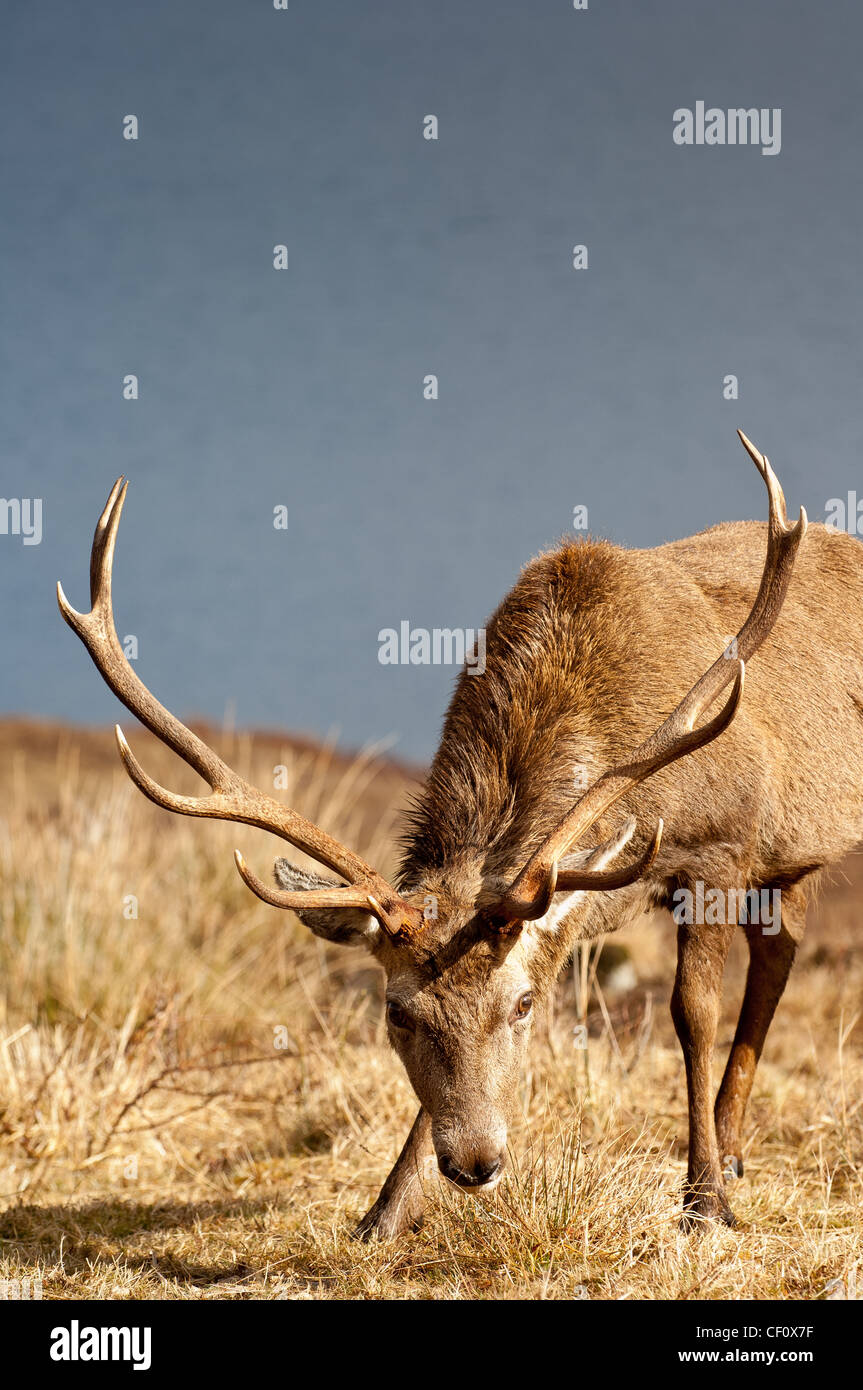 Red Deer sur les rives du Loch Arkaig Scottish Highlands Scotland UK Banque D'Images