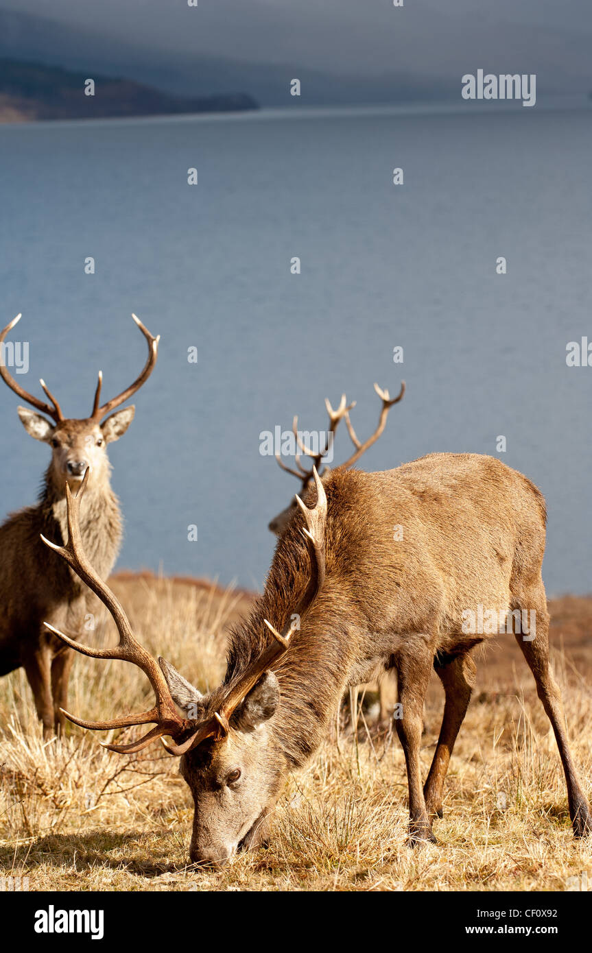 Red Deer sur les rives du Loch Arkaig Scottish Highlands Scotland UK Banque D'Images