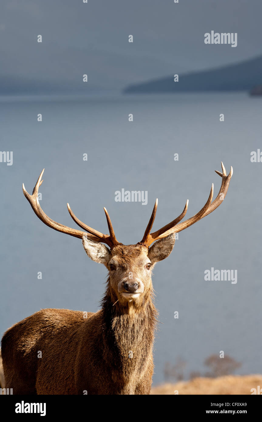 Red Deer sur les rives du Loch Arkaig Scottish Highlands Scotland UK Banque D'Images