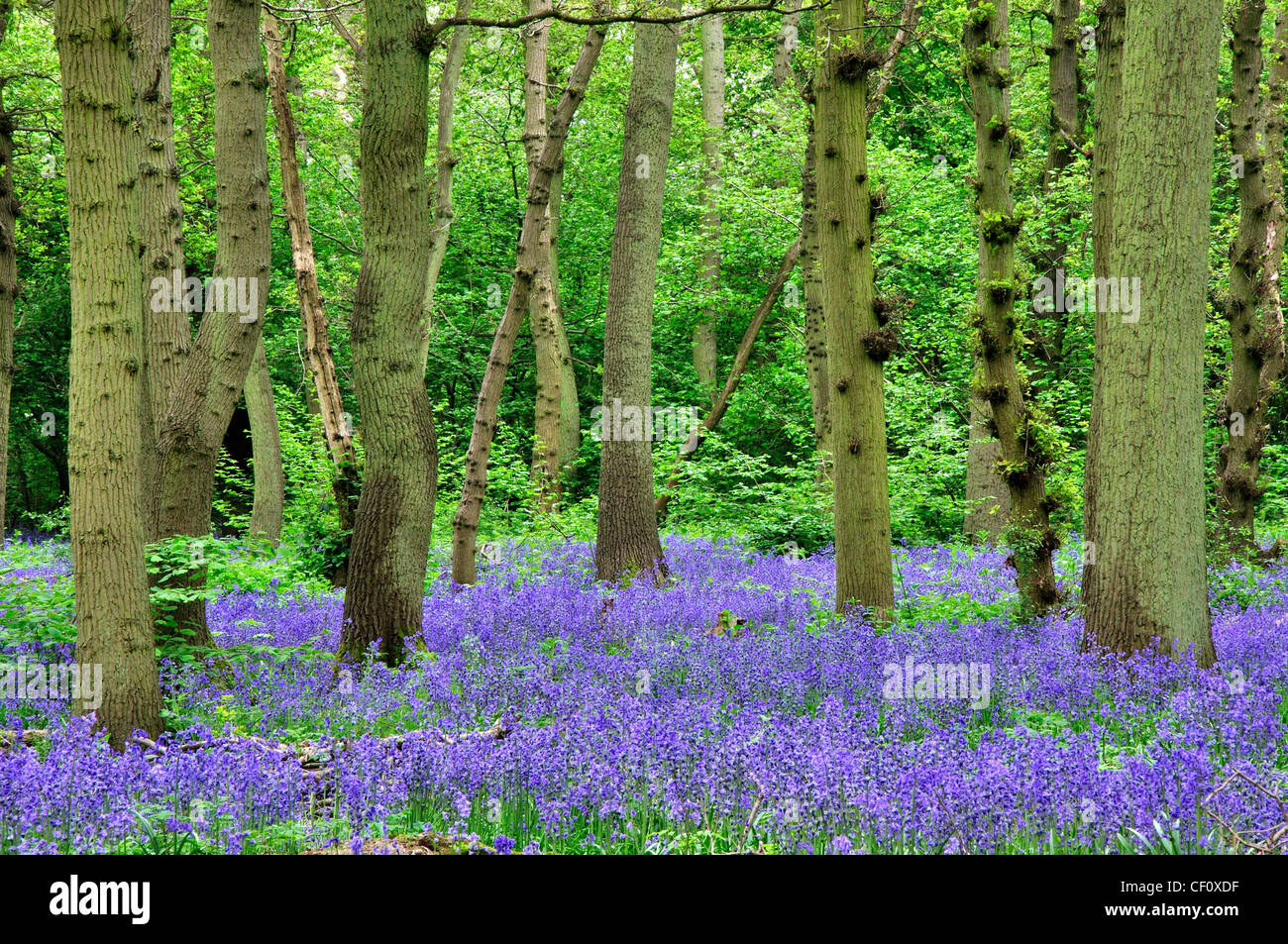 Bluebells dans East Hagbourne Copse, Swindon, Wiltshire, Royaume-Uni Mai 2010. Wiltshire Wildlife Trust nature reserve Banque D'Images