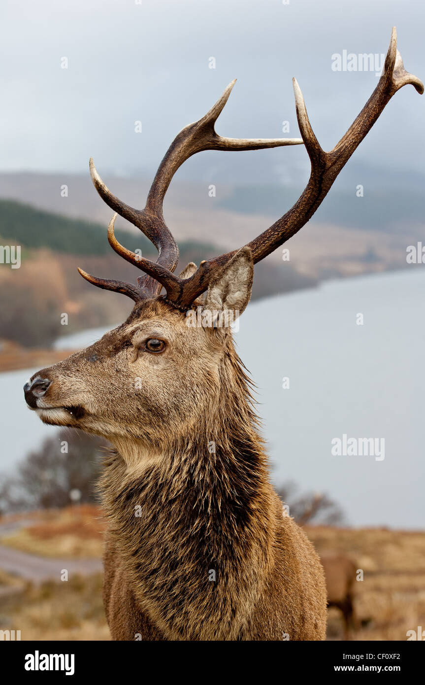 Red Deer sur les rives du Loch Arkaig Scottish Highlands Scotland UK Banque D'Images