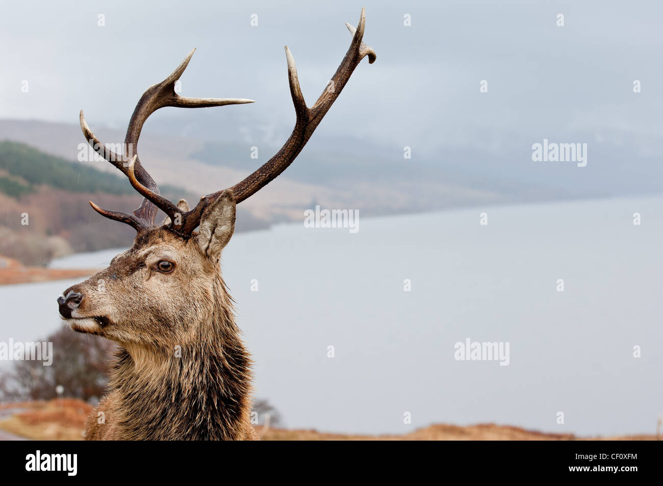 Red Deer sur les rives du Loch Arkaig Scottish Highlands Scotland UK Banque D'Images