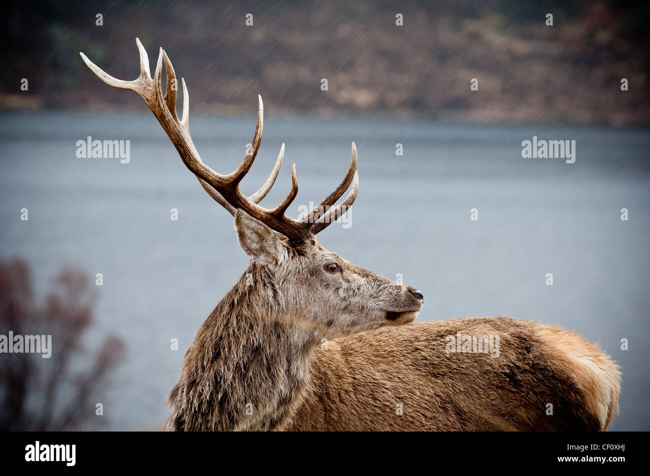 Red Deer sur les rives du Loch Arkaig Scottish Highlands Scotland UK Banque D'Images