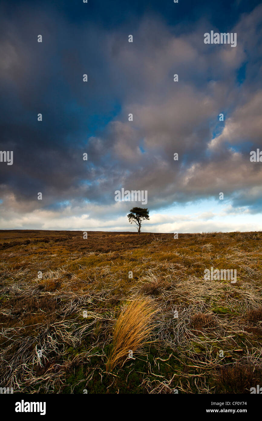 Lone Pine Tree et herbes sur le North York Moors National Park en hiver Banque D'Images