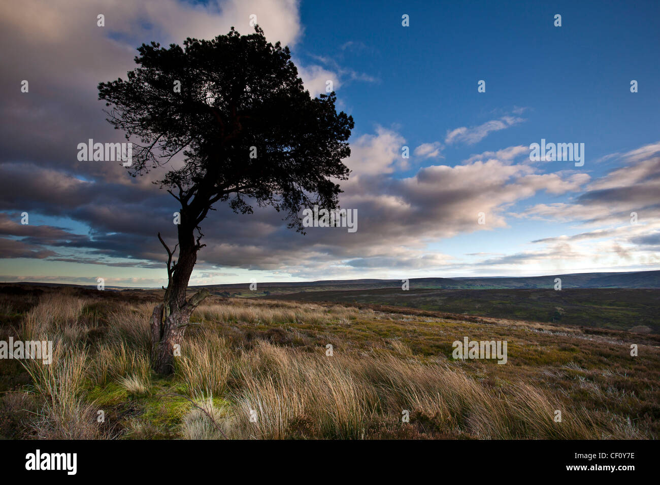 Lone Pine Tree et herbes sur le North York Moors National Park en hiver Banque D'Images
