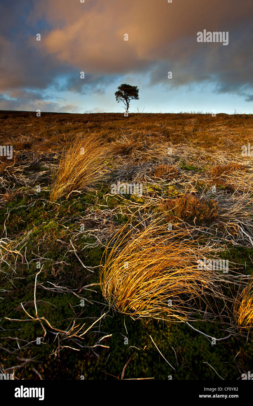 Lone Pine Tree et herbes sur le North York Moors National Park en hiver Banque D'Images