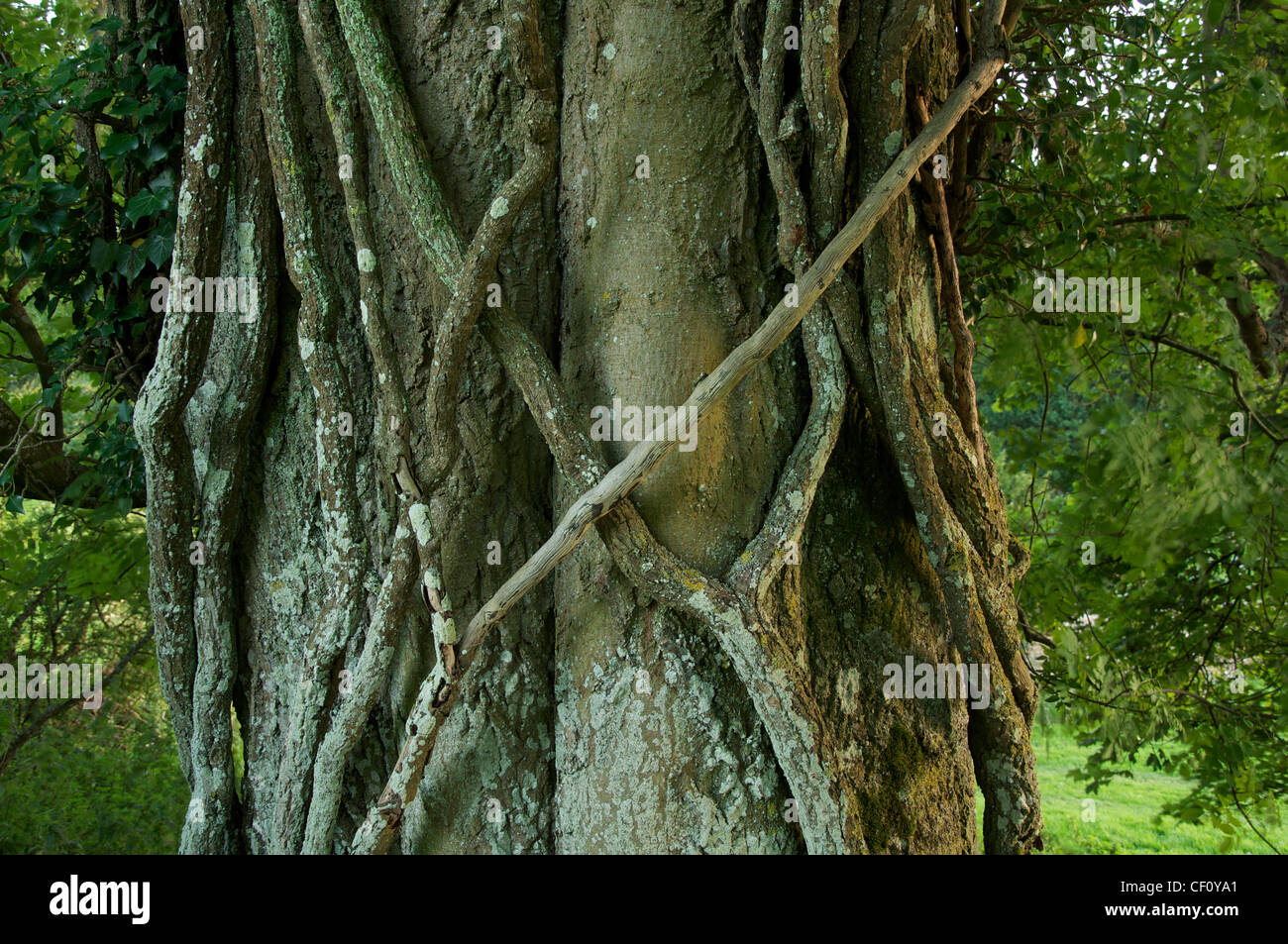 Un détail de lianes enlacés autour du tronc noueux d'un vieil arbre. Loin dans la campagne de l'espace rural Dorset. Angleterre, Royaume-Uni. Banque D'Images