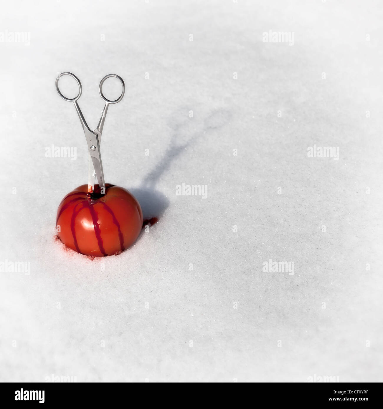 Scissor coincé dans une tomate sanglante dans la neige Banque D'Images
