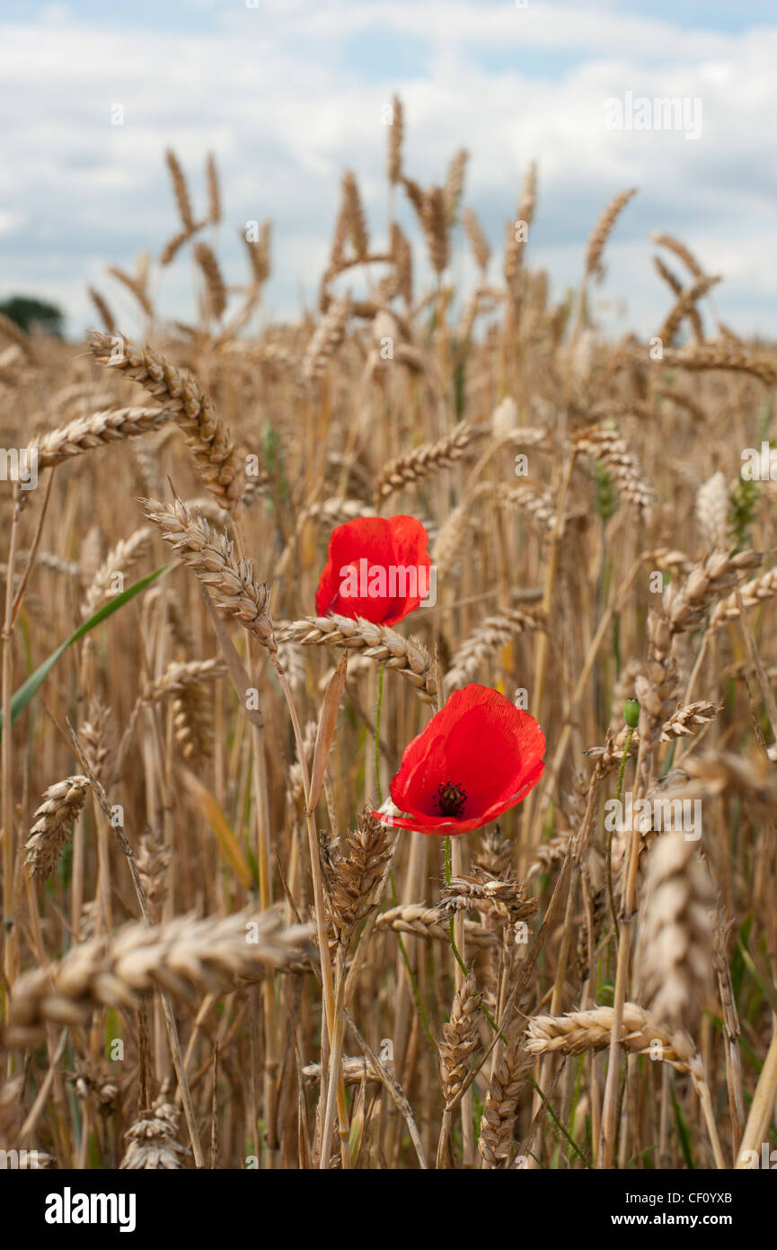 Coquelicots rouges dans un champ de blé Banque D'Images