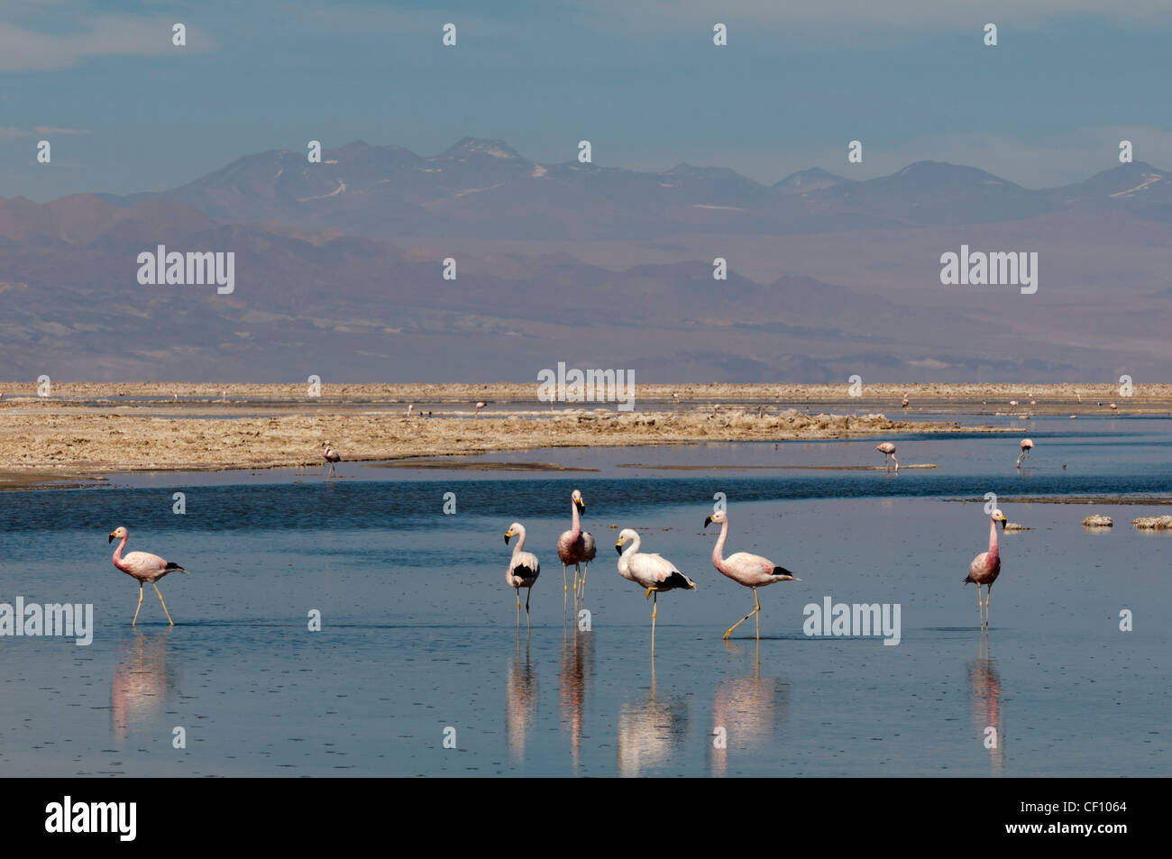 Flamant du Chili (Phoenicopterus chilensis),, Laguna Chaxa, Salar de Atacama, Désert d'Atacama, au Chili. Banque D'Images