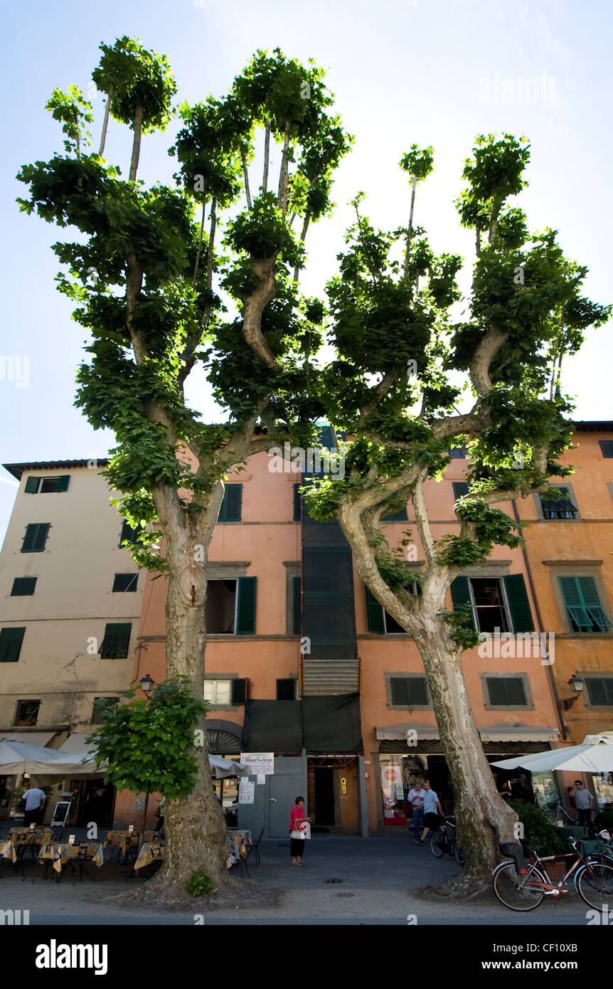 Piazza Napoleone, Lucca, Italie Banque D'Images