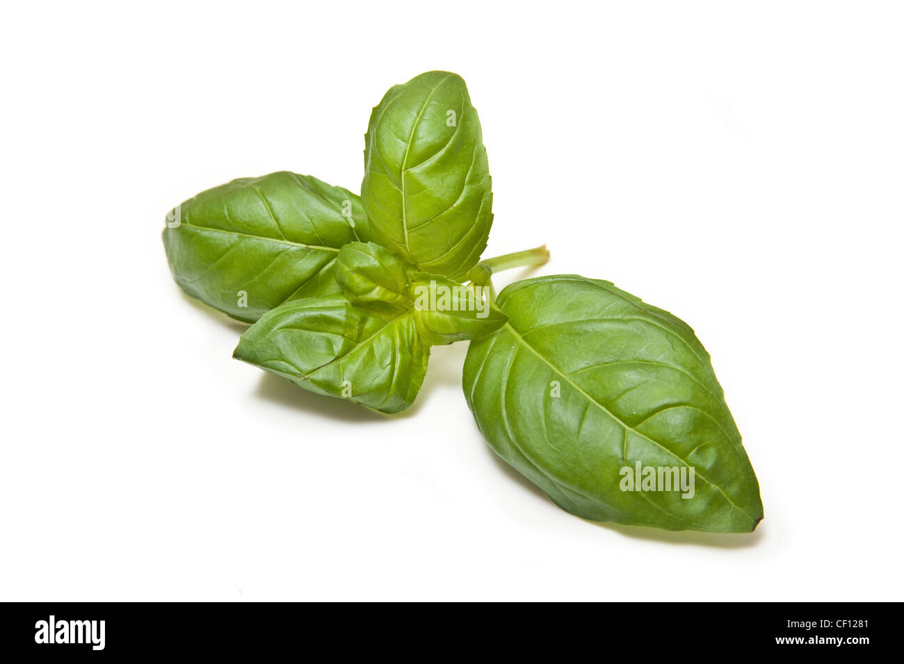 Feuilles de basilic frais isolé sur un fond blanc studio. Banque D'Images