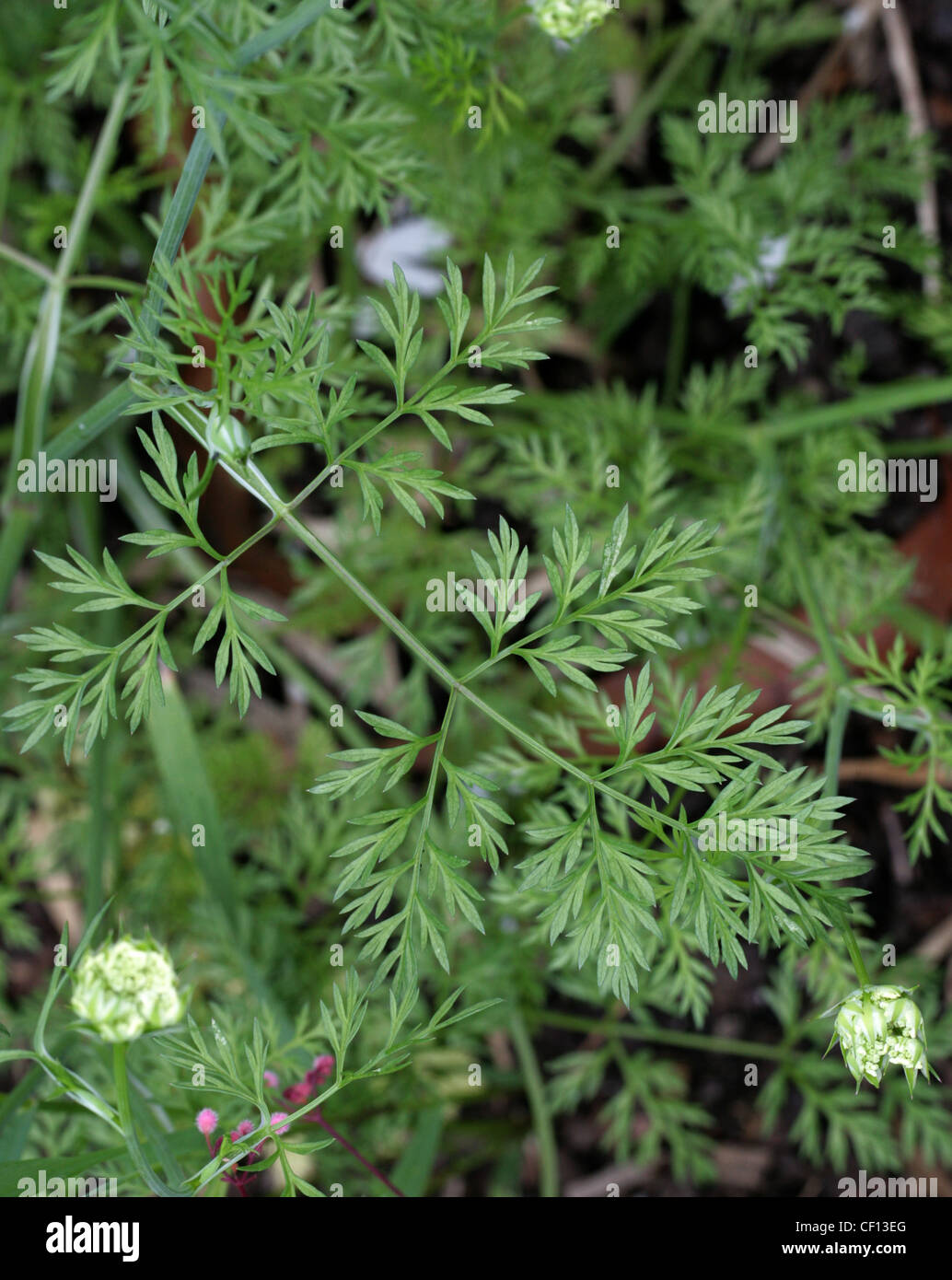 La feuille, Coriandrum sativum, Apiaceae. Appelé aussi la coriandre, ou Dhania. L'Europe et l'Afrique du nord au sud-ouest de l'Asie. Banque D'Images
