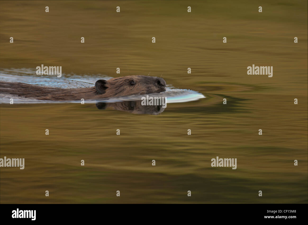 Le castor nager en travers son étang dans le rituel quotidien de tendre son barrage et la collecte de nourriture pour la famille. Denali National Park. Banque D'Images