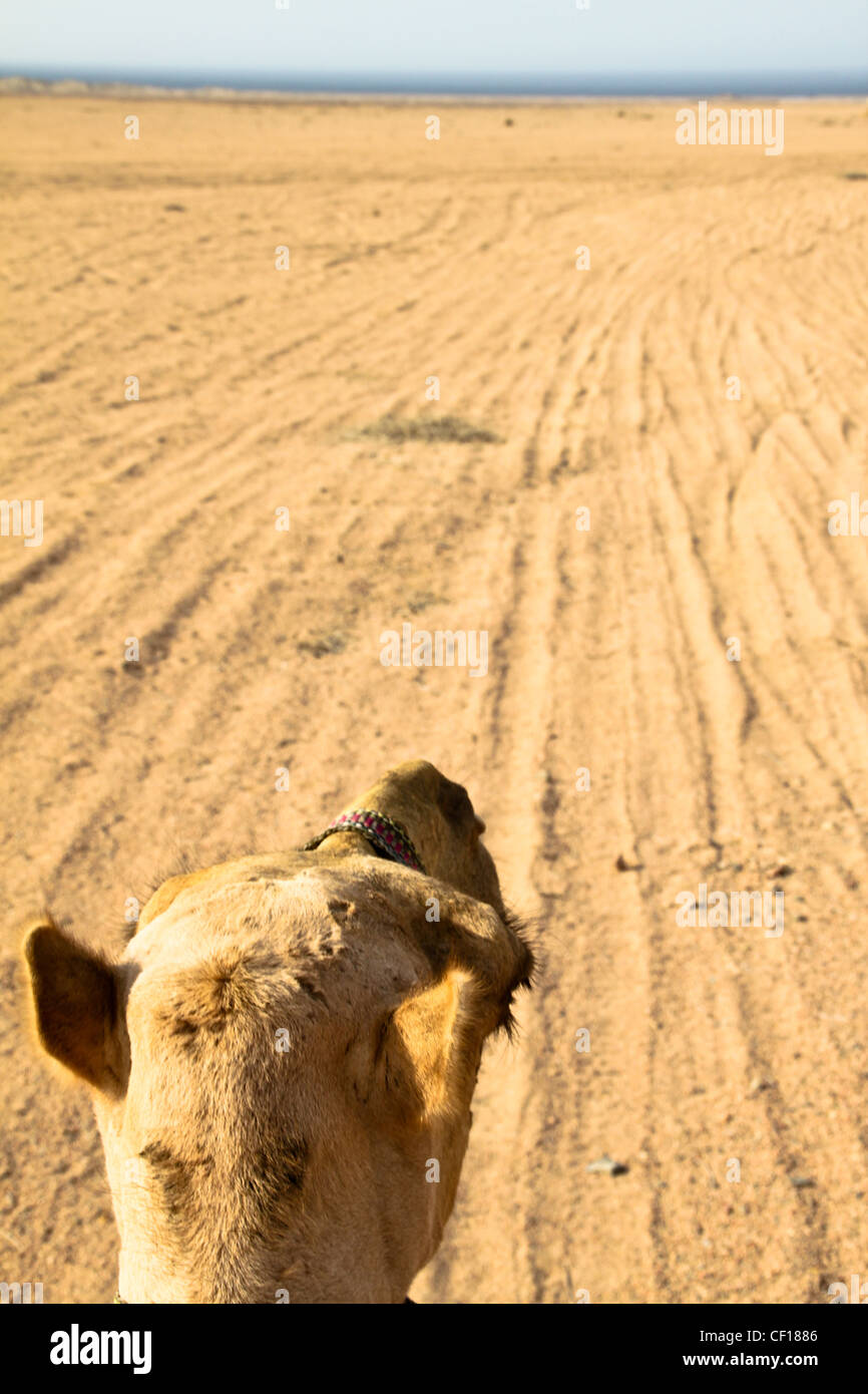 Le dromadaire se reposer pendant un safari dans le désert du Sahara, près de Marsa Alam, Egypte Banque D'Images