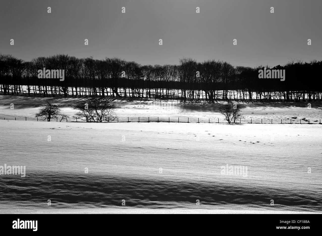 Photographie de paysage d'un champ couvert de neige au milieu d'un hiver très froid avec un ciel bleu, pas de nuages et un soleil bas. Banque D'Images