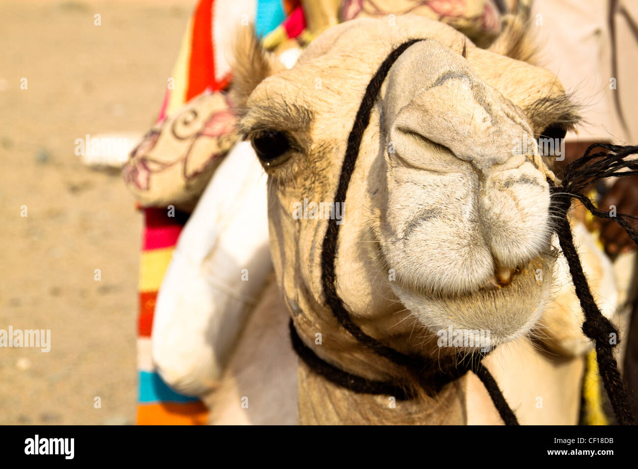 Le dromadaire se reposer pendant un safari dans le désert du Sahara, près de Marsa Alam, Egypte Banque D'Images